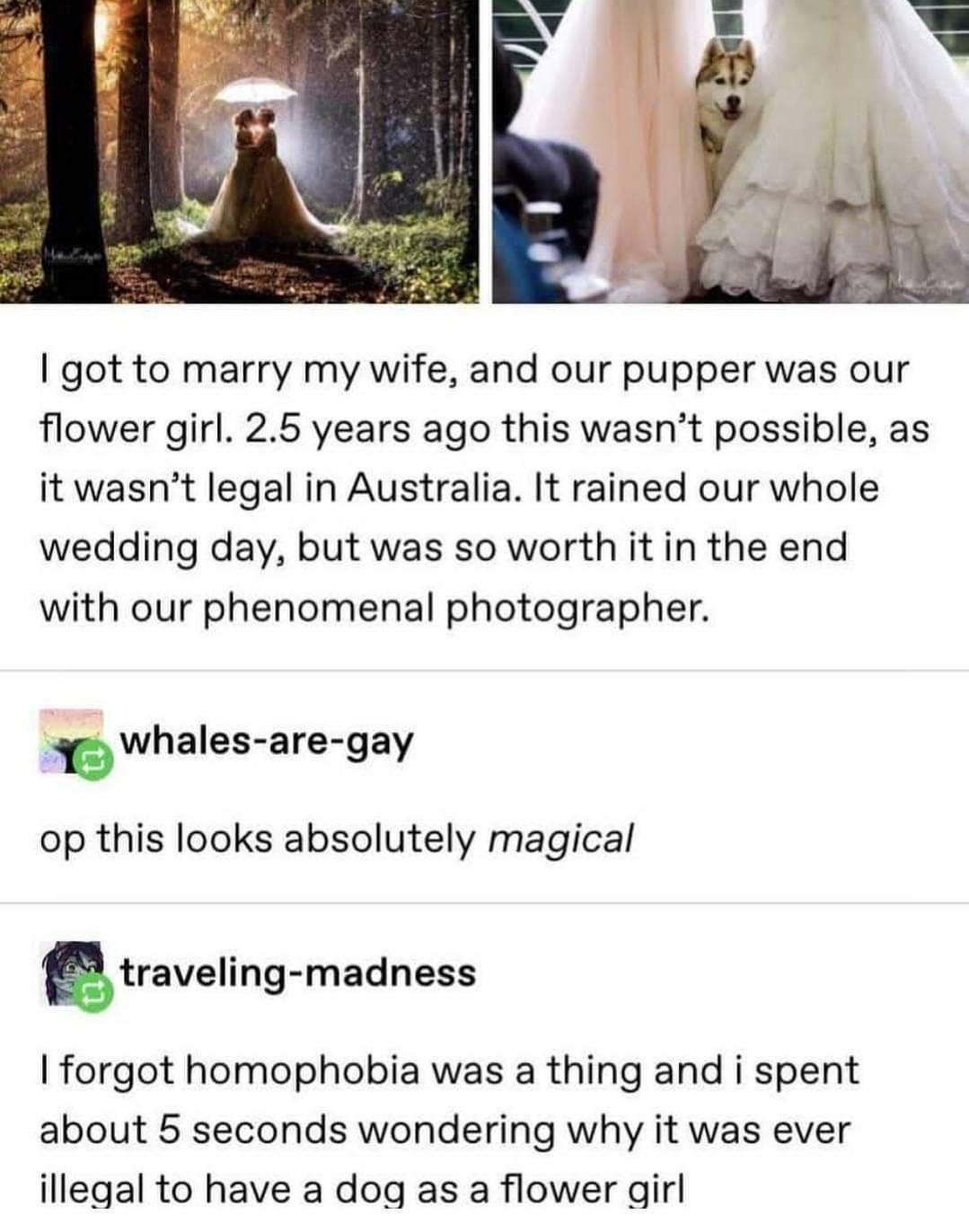 got to marry my wife and our pupper was our flower girl 25 years ago this wasnt possible as it wasnt legal in Australia It rained our whole wedding day but was so worth it in the end with our phenomenal photographer Ewhales are gay op this looks absolutely magical gtraveling madness forgot homophobia was a thing and i spent about 5 seconds wondering why it was ever illegal to have a dog as a flowe