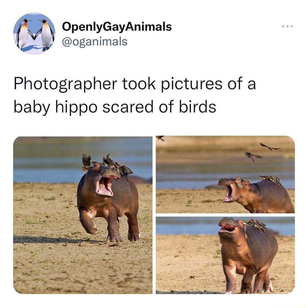 OpenlyGayAnimals oganimals Photographer took pictures of a baby hippo scared of birds