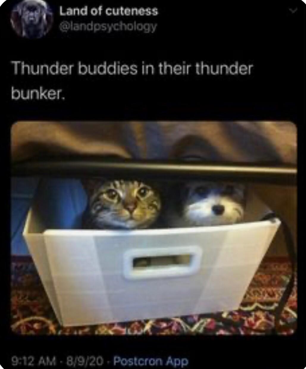 Nm Land of cuteness Thunder buddies in their thunder V 8 Postcron App