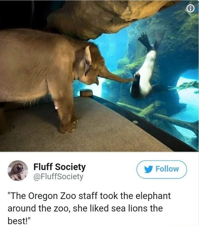 Fluff Society o Follow B FluffSociety The Oregon Zoo staff took the elephant around the zoo she liked sea lions the best