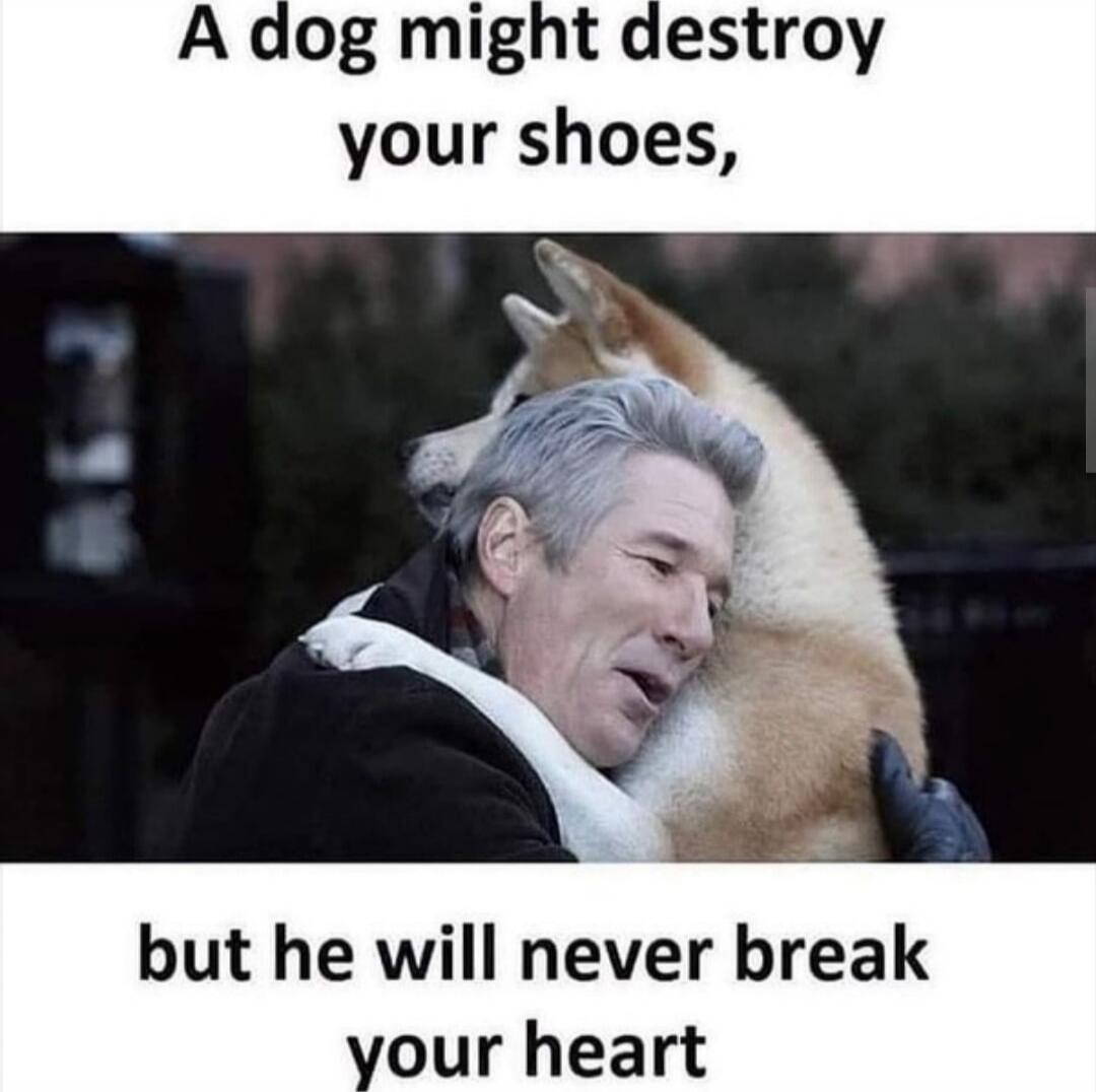A dog might destroy your shoes, but he will never break your heart