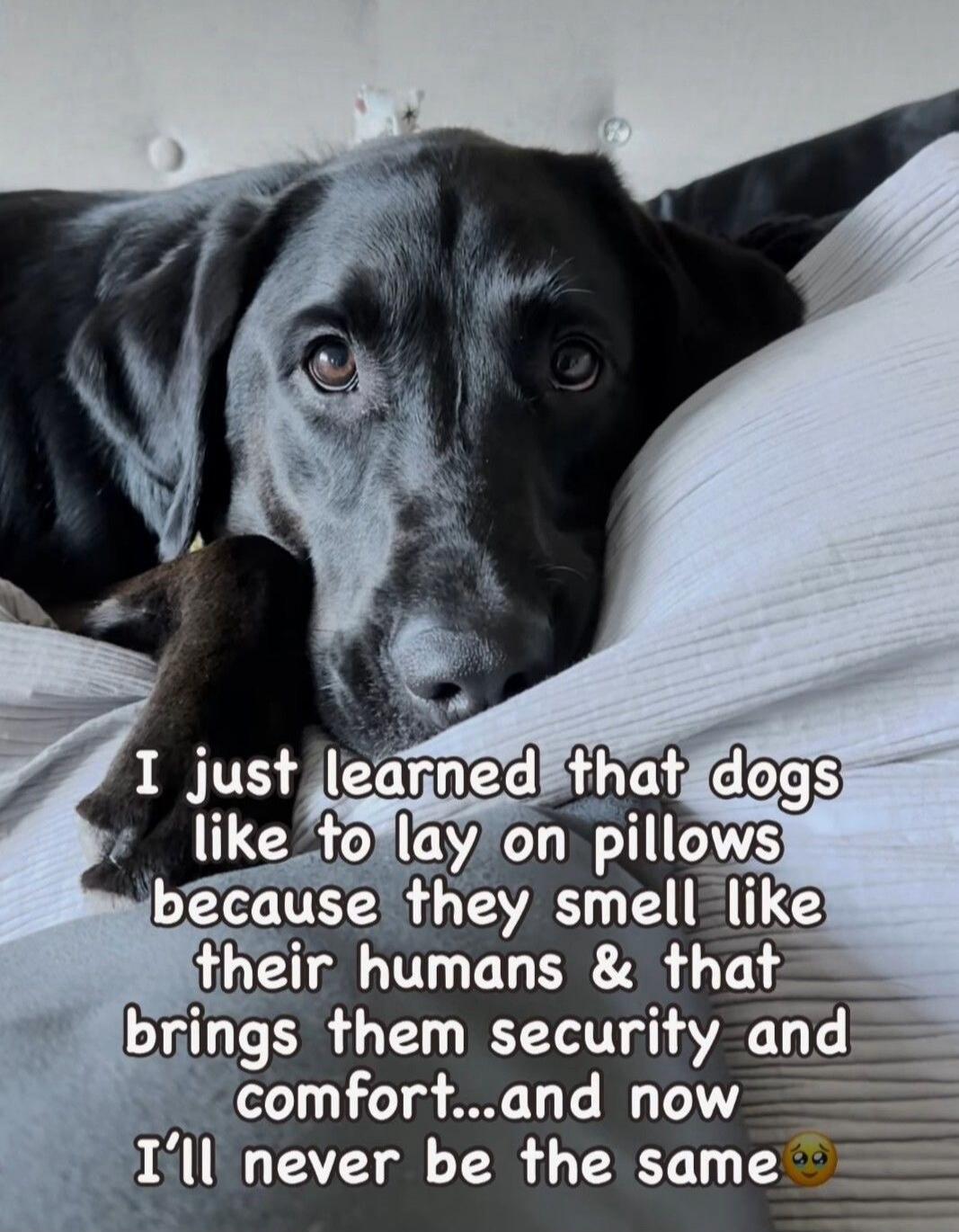 I just learned that dogs like to lay on pillows because they smell like their humans & that brings them security and comfort...and now I'll never be the same 🥺
