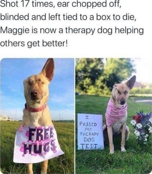 Shot 1 times ear chopped off blinded and left tied to a box to die Maggie is now a therapy dog helping others get better
