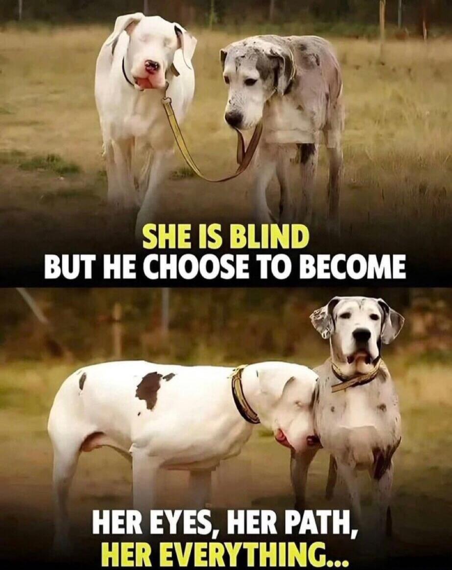 SHE IS BLIND BUT HE CHOOSE TO BECOME
HER EYES, HER PATH, HER EVERYTHING...
