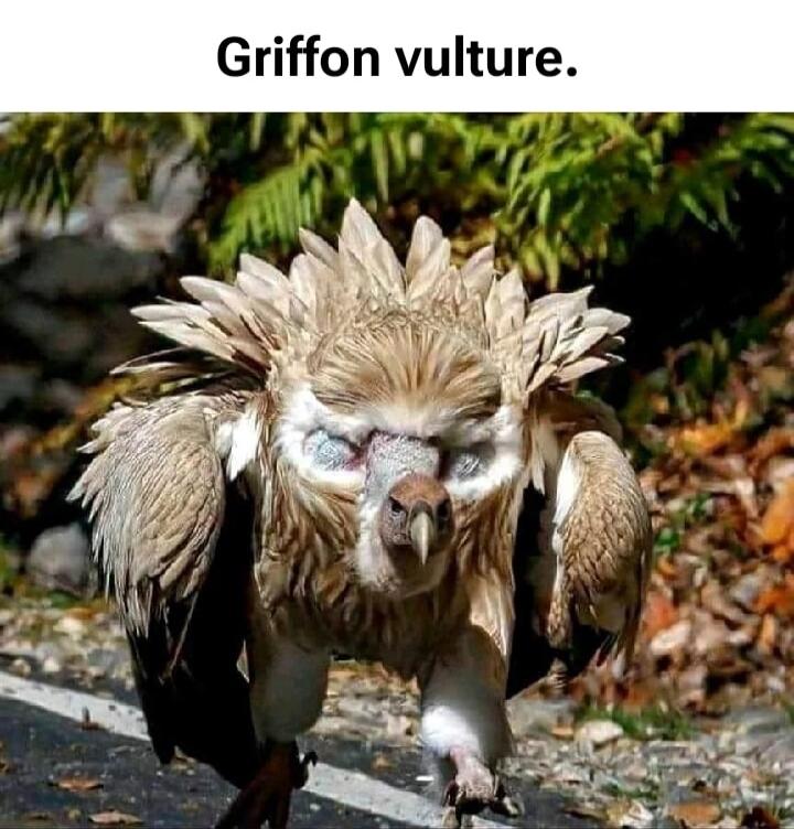 Griffon vulture.
