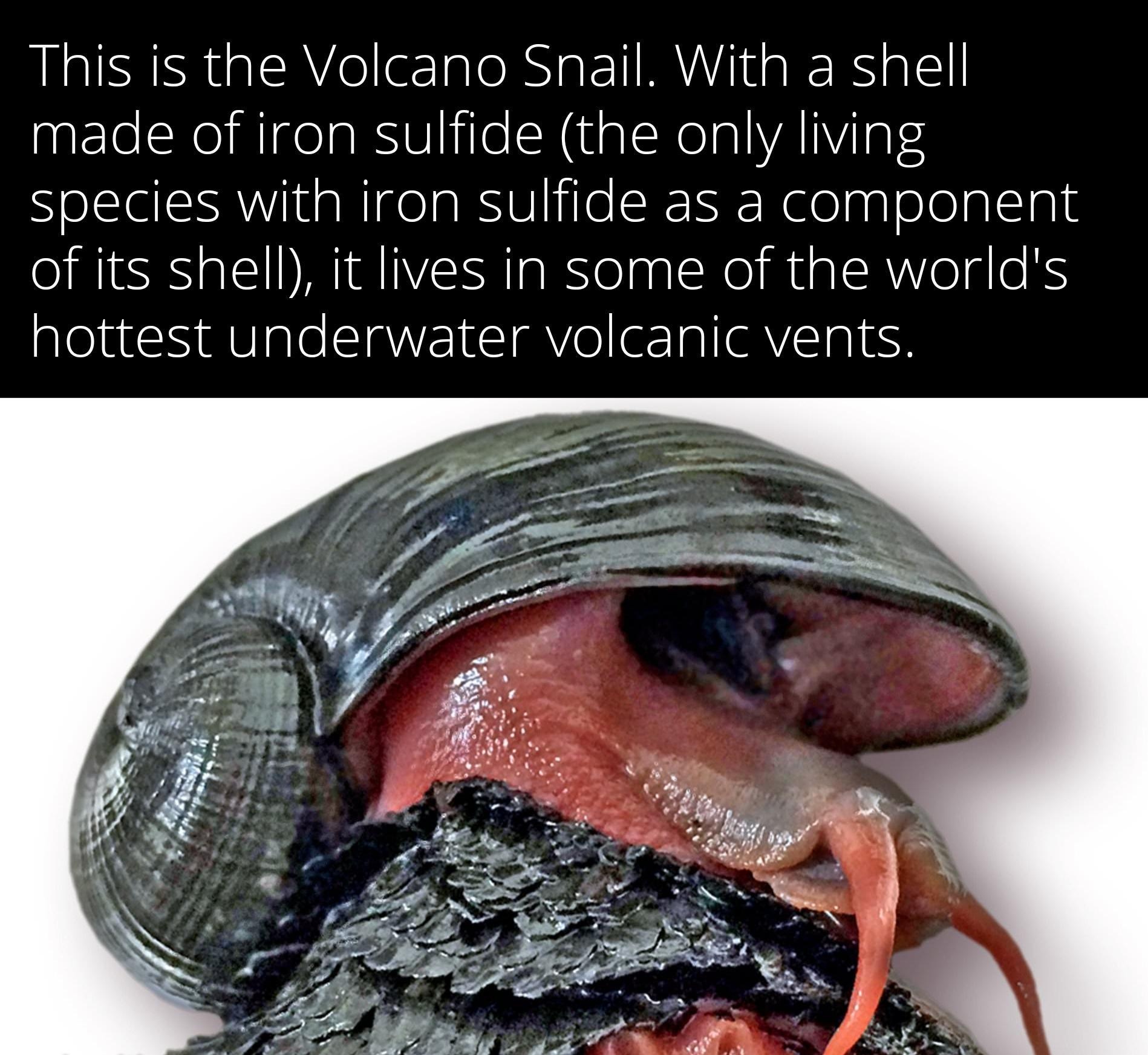 This is the Volcano Snail With a shell aaElelNeINigea BVl i o N ualNelalAIiInl SelSlals Wit aNigeaBSliile SRIr N o agl ololplals of its shell it lives in some of the worlds hottest underwater volcanic vents