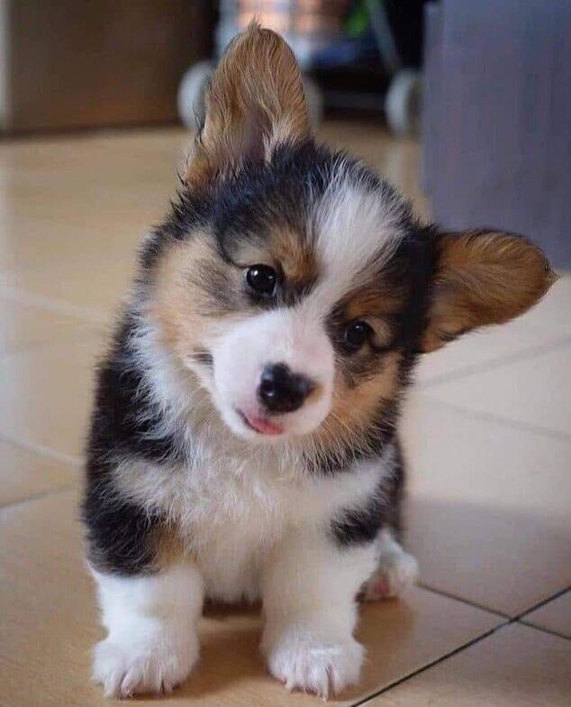 Adorable tricolor puppy looking at the camera.