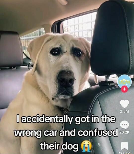 I accndentally got injthe Wg car and confused theiridog