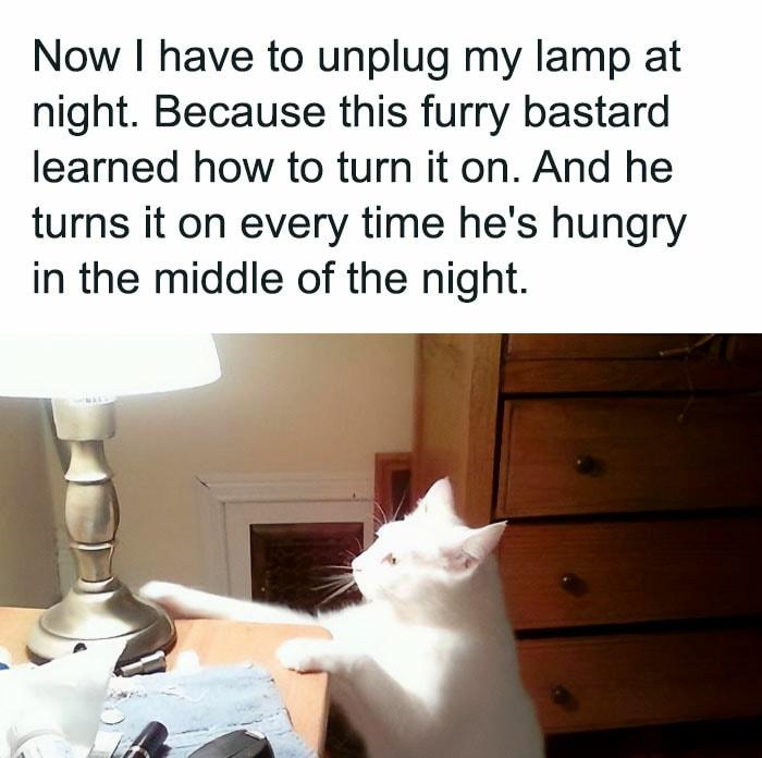 Now have to unplug my lamp at night Because this furry bastard learned how to turn it on And he turns it on every time hes hungry in the middle of the night