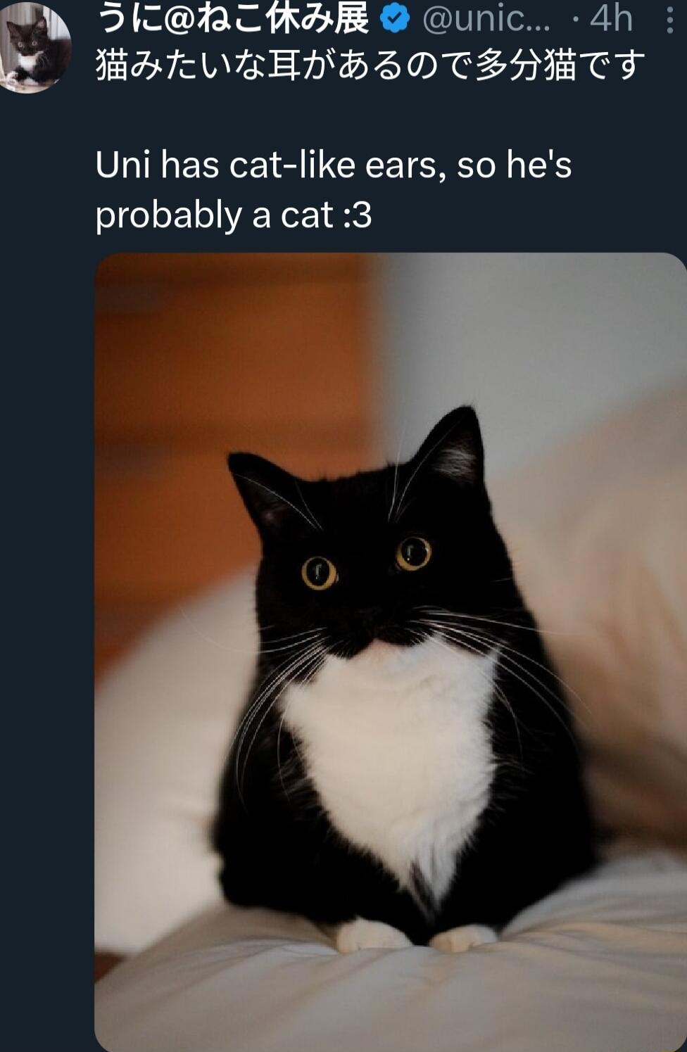 SlcBRCIBRER unic 4h HEHTEWBBENBHBIDTEHHWTT Uni has cat like ears so hes probably a cat 3