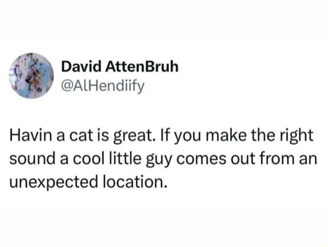 Havin a cat is great. If you make the right sound a cool little guy comes out from an unexpected location.