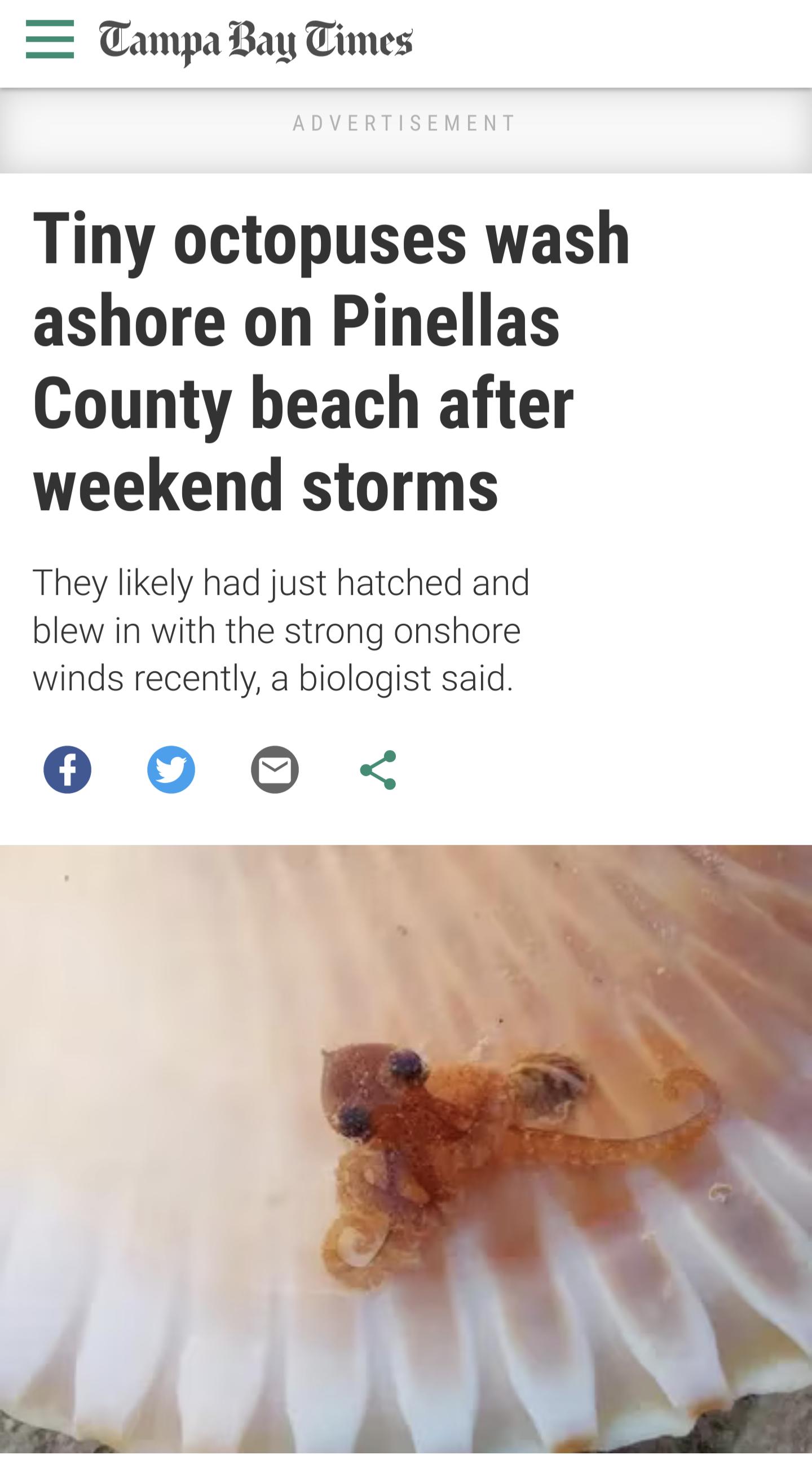 TampaBay Times Tiny octopuses wash ashore on Pinellas County beach after weekend storms They likely had just hatched and blew in with the strong onshore winds recently a biologist said 0 O 9 dd 1