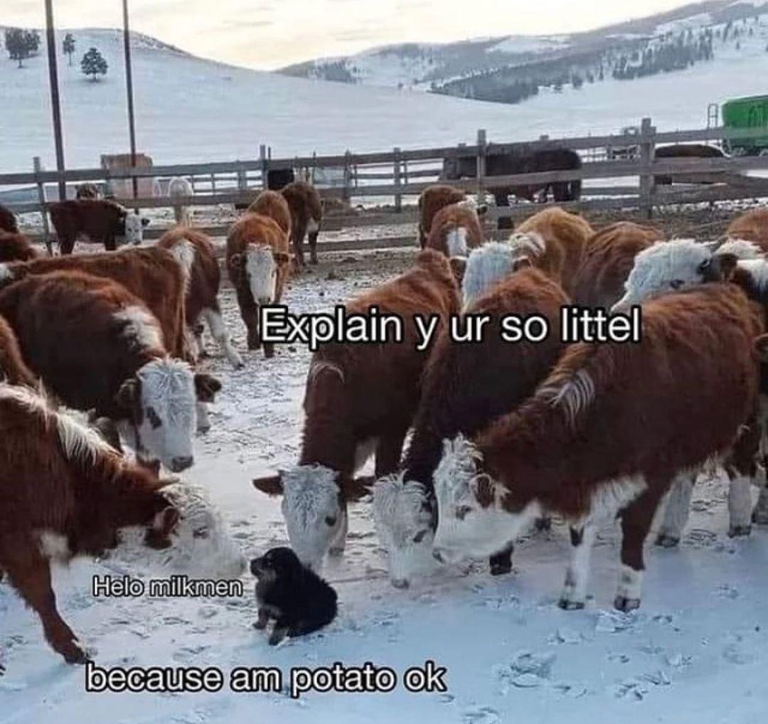 plain yur so littel EdeggesinglARE