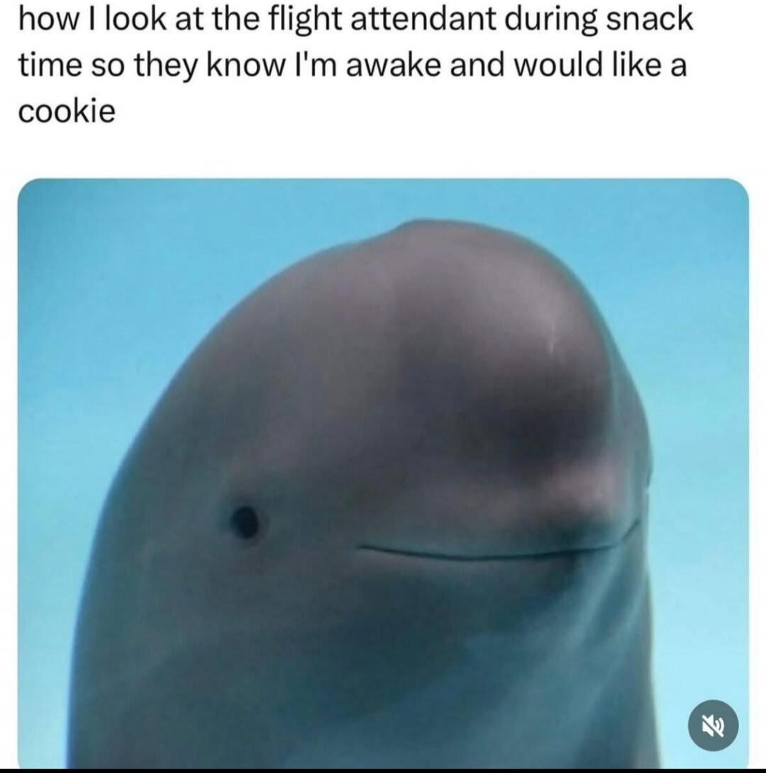 how I look at the flight attendant during snack time so they know I'm awake and would like a cookie