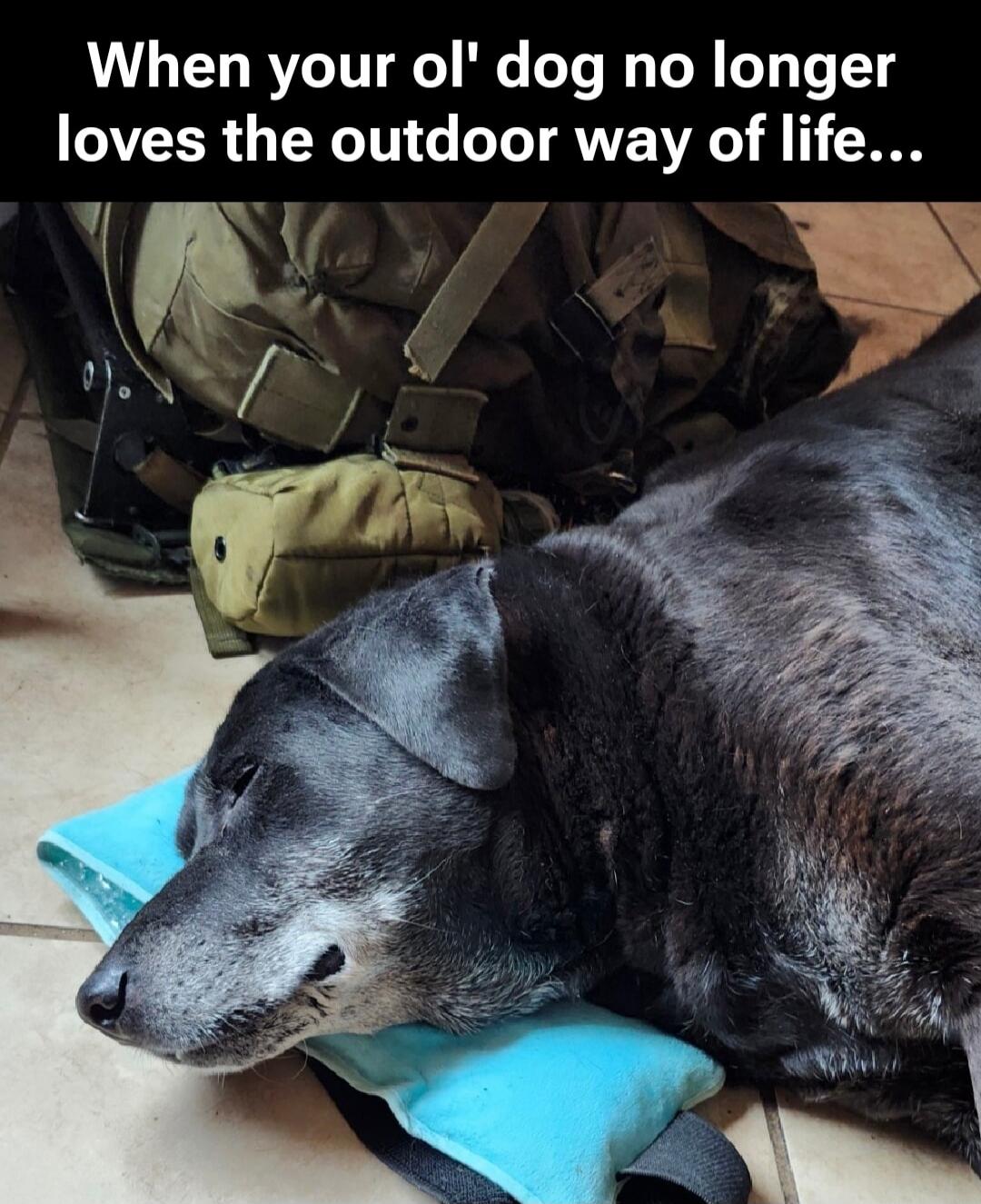 When your ol' dog no longer loves the outdoor way of life...
