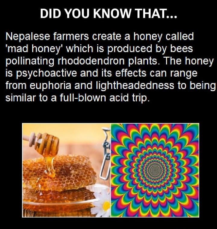 DID YOU KNOW THAT... Nepalese farmers create a honey called 'mad honey' which is produced by bees pollinating rhododendron plants. The honey is psychoactive and its effects can range from euphoria and lightheadedness to being similar to a full-blown acid trip.