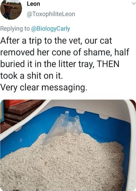 Leon ToxophiliteLeon Replying to BiologyCarly After a trip to the vet our cat removed her cone of shame half buried it in the litter tray THEN took a shit on it Very clear messaging