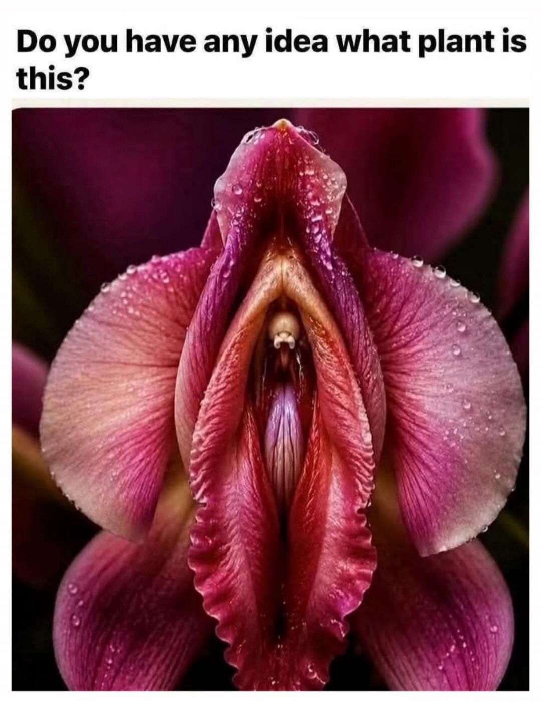 Do you have any idea what plant is this?
