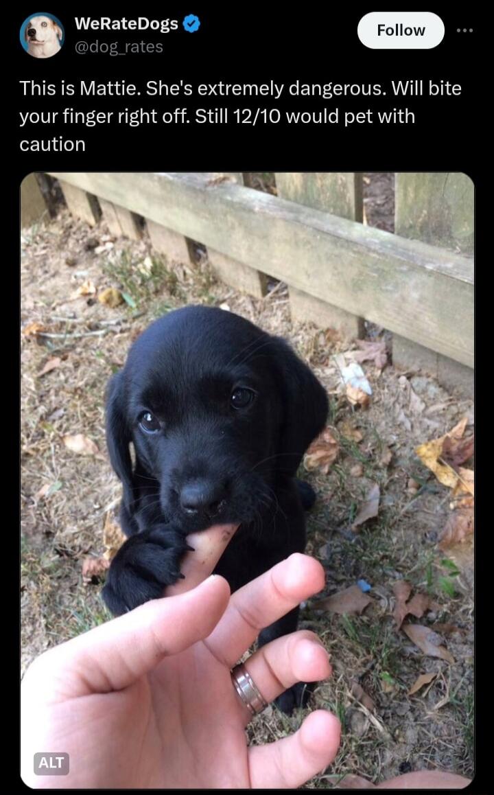 WeRateDogs This is Mattie Shes extremely dangerous Will bite your finger right off Still 1210 would pet with caution