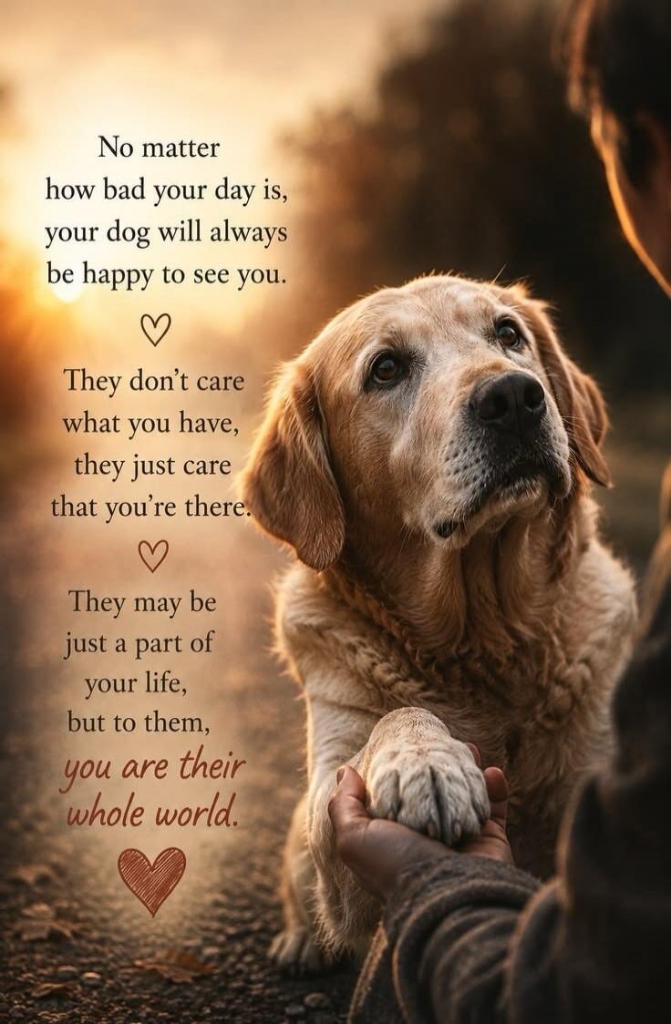 No matter how bad your day is, your dog will always be happy to see you. They don't care what you have, they just care that you're there. They may be just a part of your life, but to them, you are their whole world.