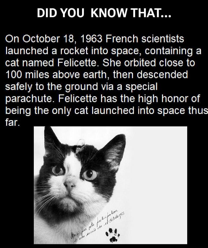 DID YOU KNOW THAT... On October 18, 1963 French scientists launched a rocket into space, containing a cat named Felicette. She orbited close to 100 miles above earth, then descended safely to the ground via a special parachute. Felicette has the high honor of being the only cat launched into space thus far.