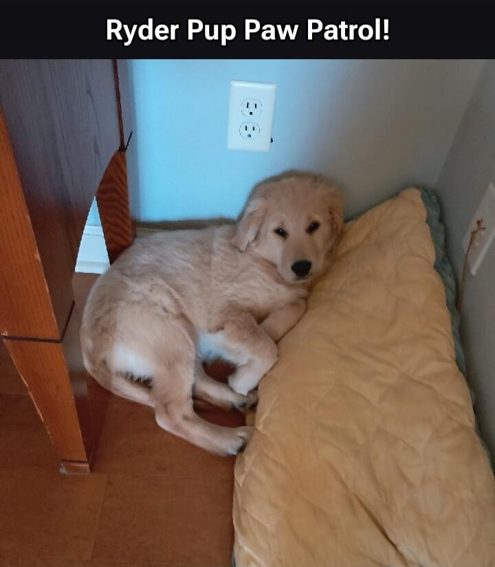 Ryder Pup Paw Patrol!