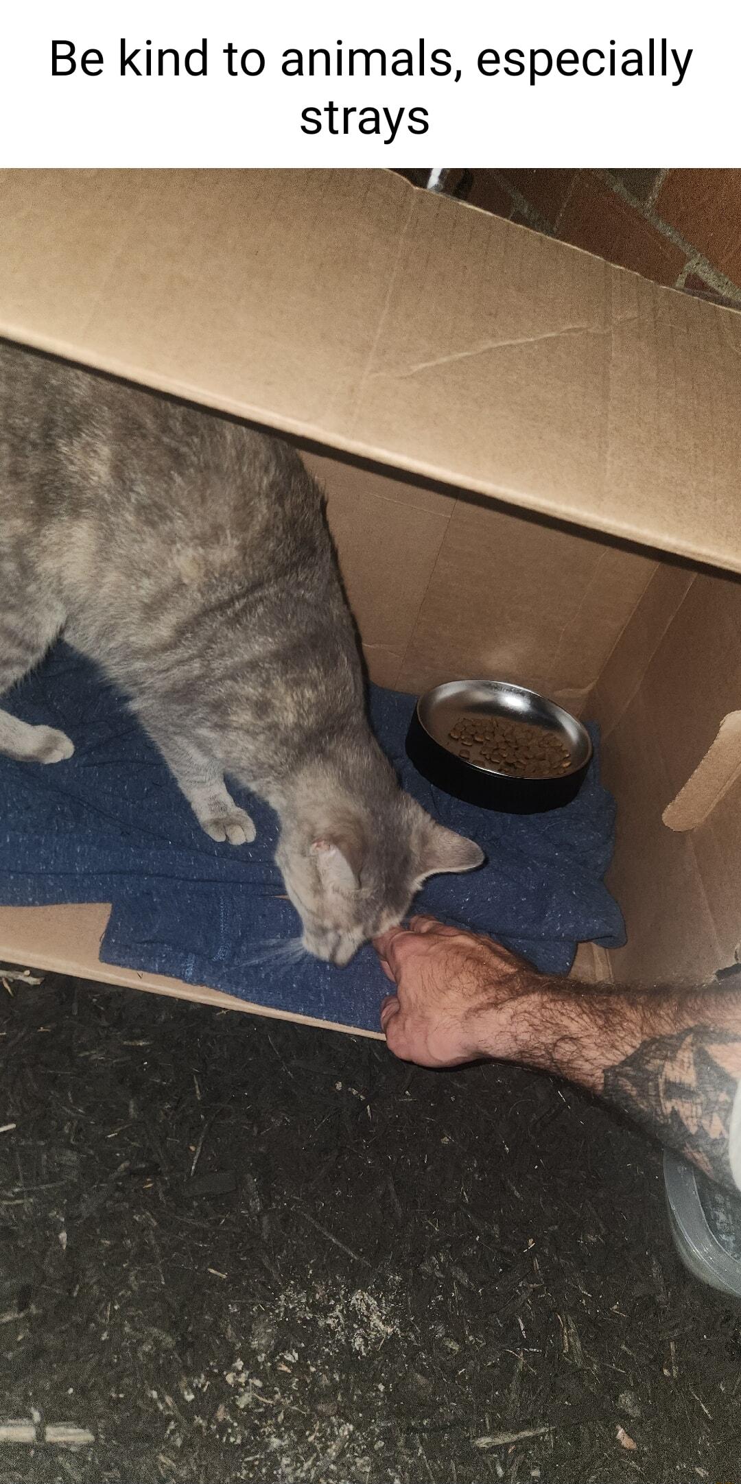 Be kind to animals especially strays