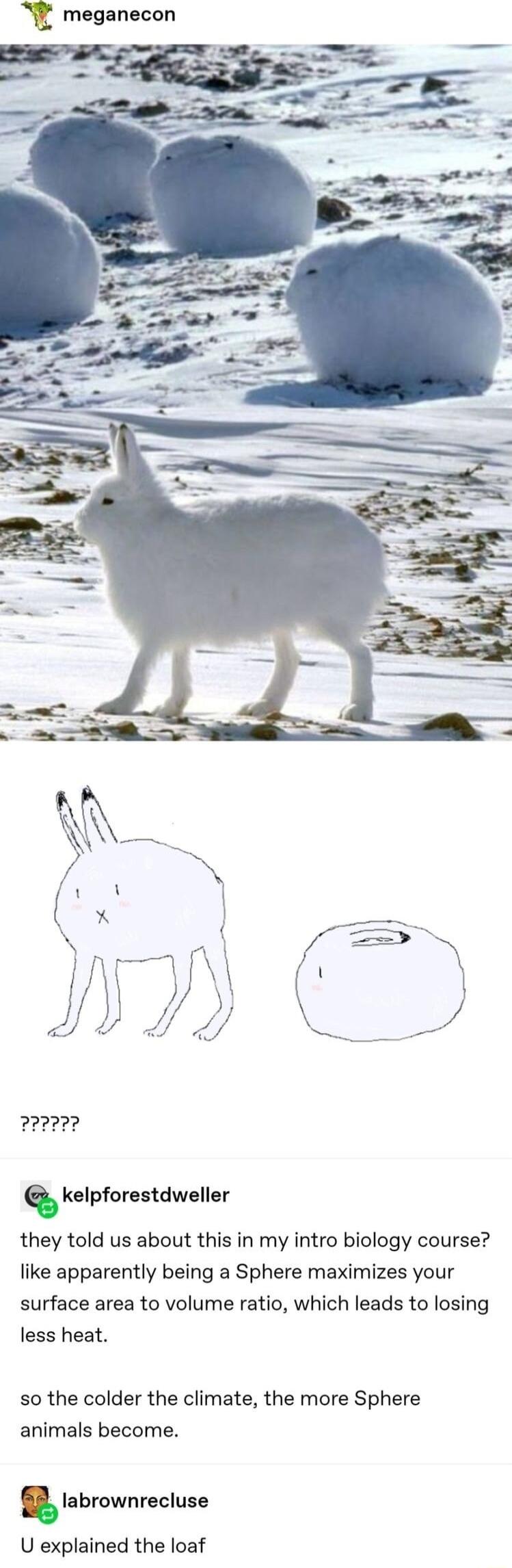 meganecon s kelpforestdweller they told us about this in my intro biology course like apparently being a Sphere maximizes your surface area to volume ratio which leads to losing less heat so the colder the climate the more Sphere animals become a labrownrecluse U explained the loaf