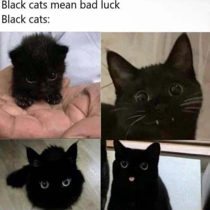 Black cats mean bad luck Black cats