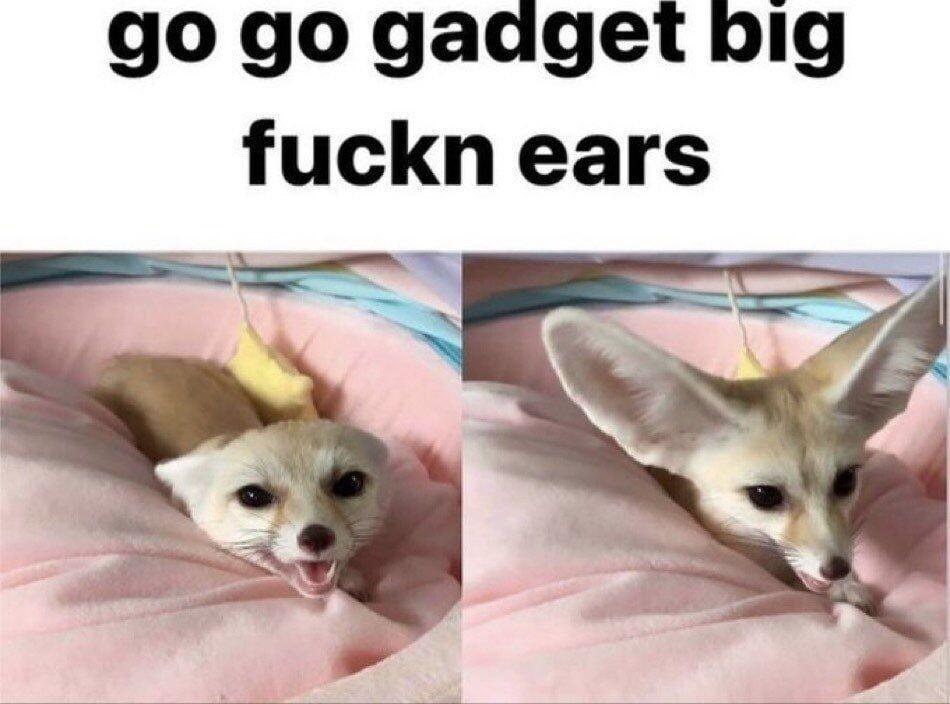 go go gadaget big fuckn ears