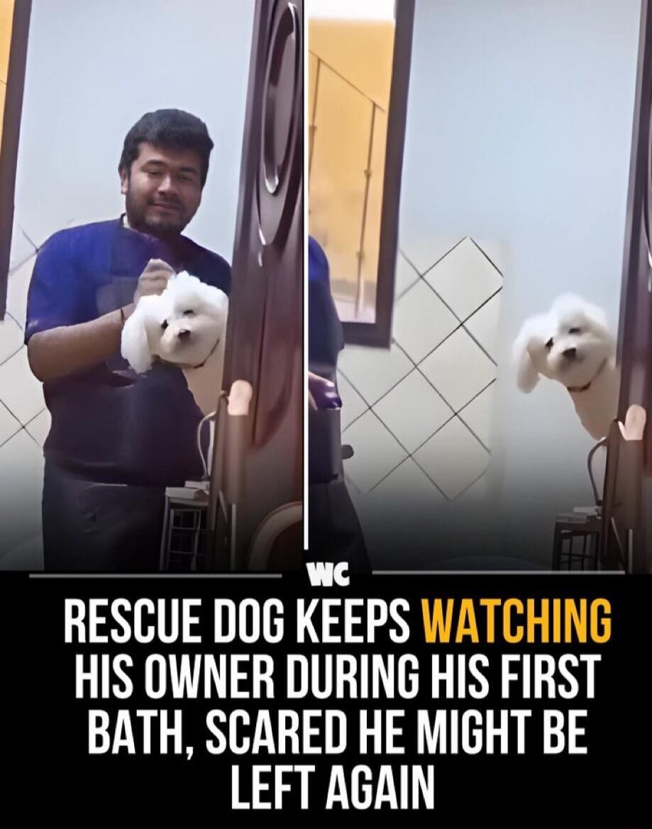 RESCUE DOG KEEPS WATCHING HIS OWNER DURING HIS FIRST BATH, SCARED HE MIGHT BE LEFT AGAIN