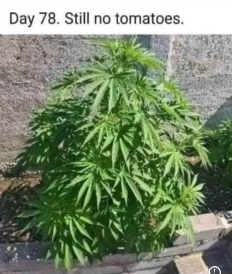 Day 78. Still no tomatoes.