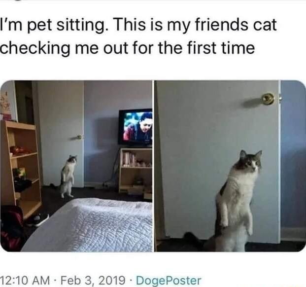 m pet sitting This is my friends cat hecking me out for the first time 210 AM Feb 3 2019 DogePoster