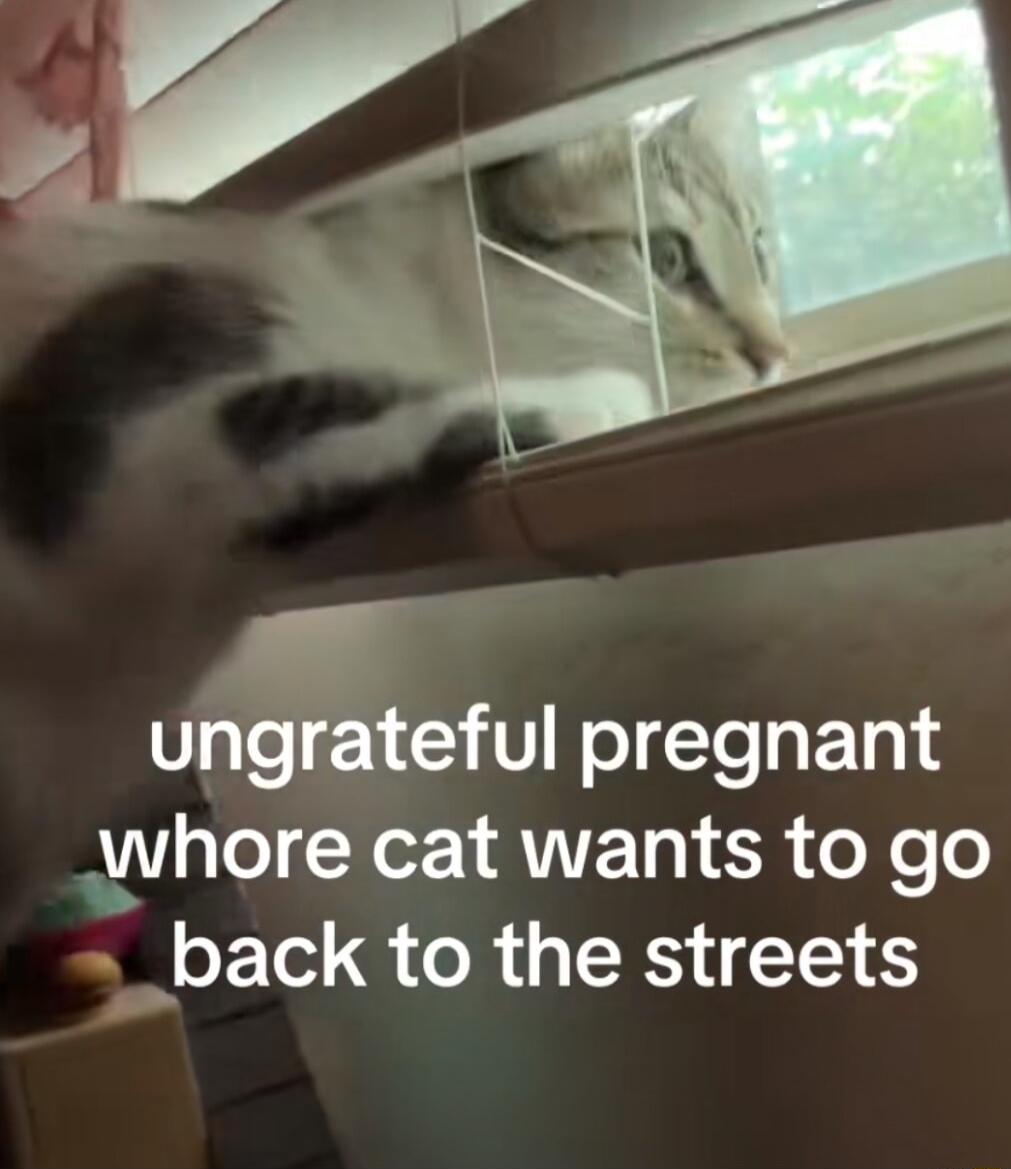 ungrateful pregnant Wwhore cat wants to go _back to the streets