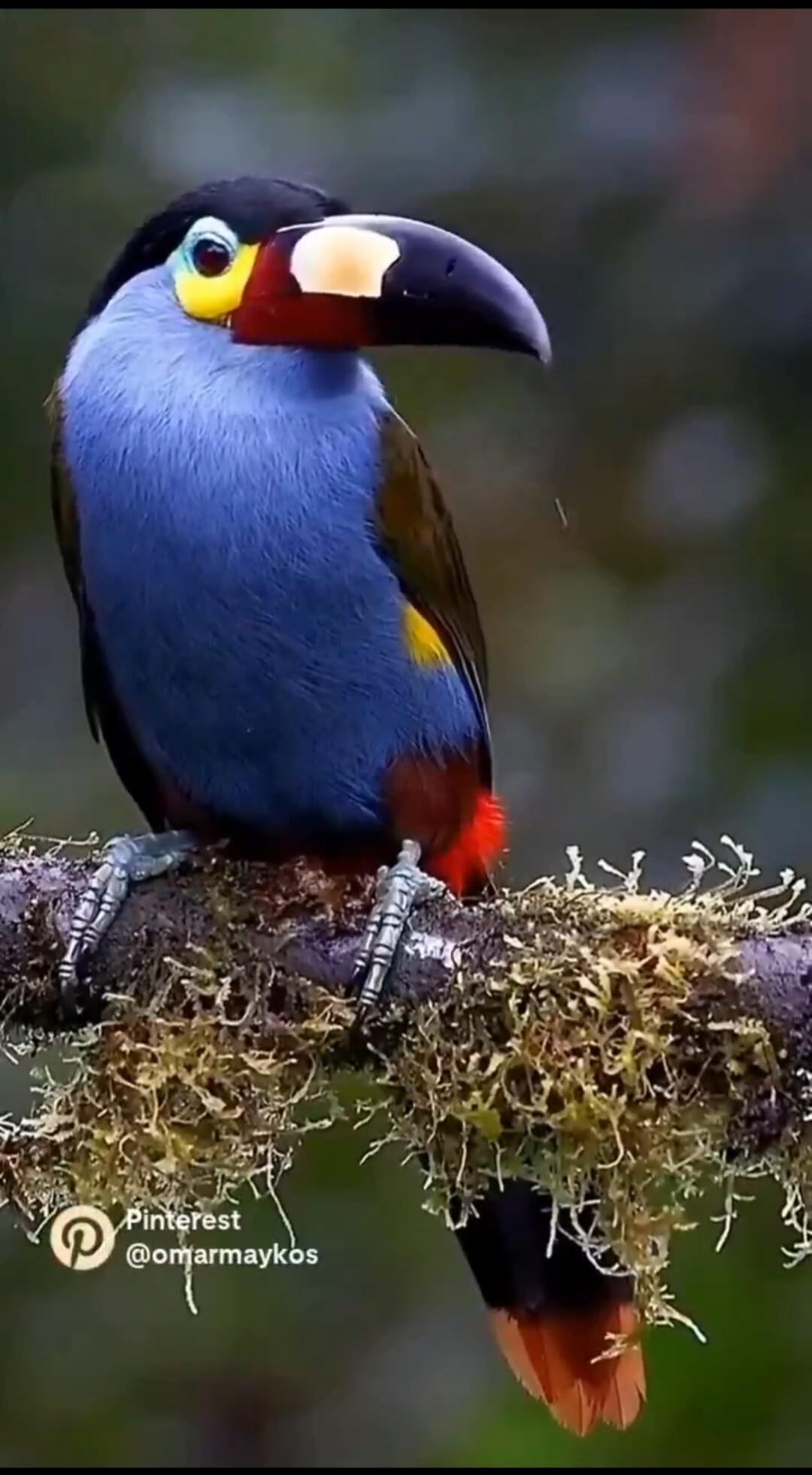 Pinterest @omarmaykos