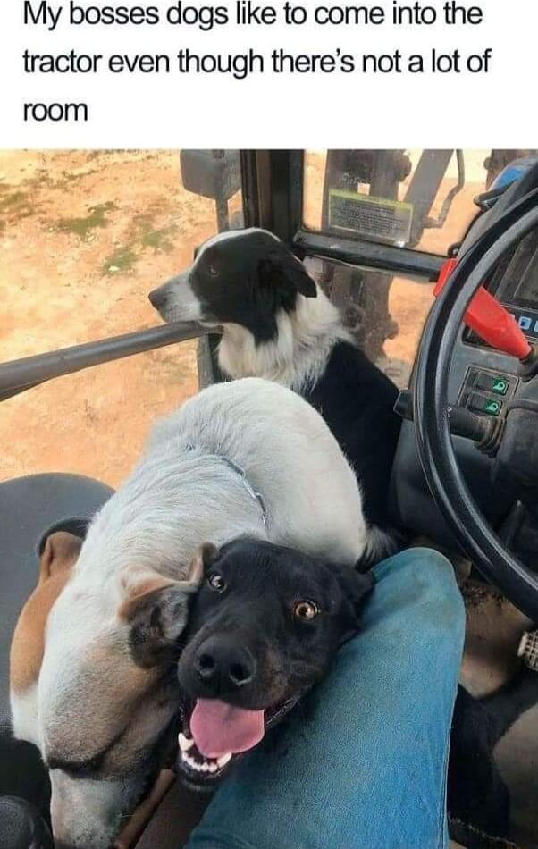 My bosses dogs like to come into the tractor even though theres not a lot of