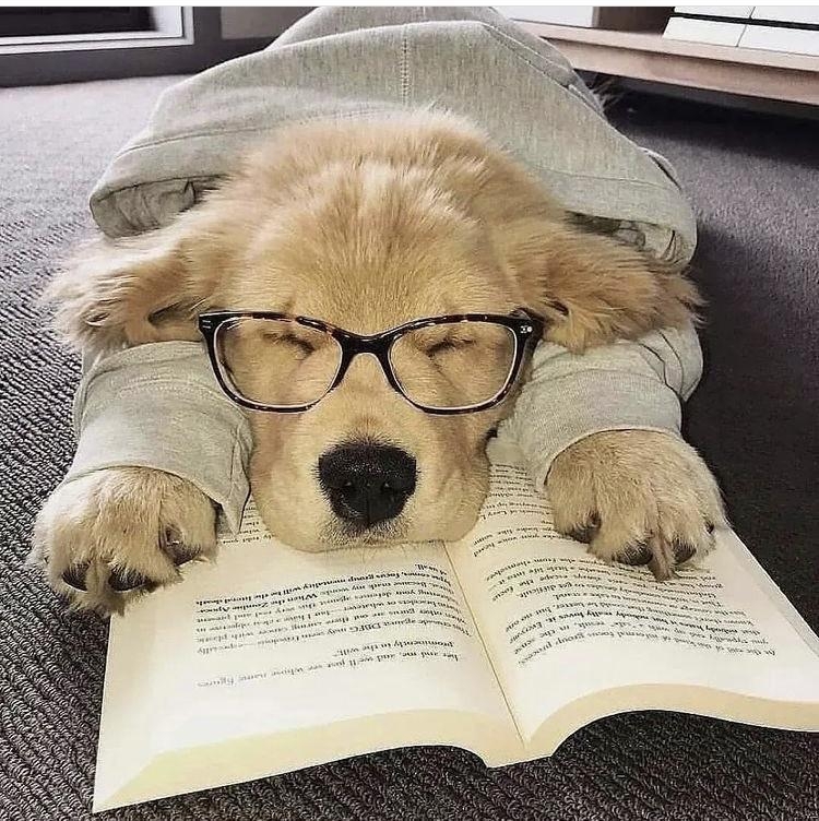 y 2 c u te s tgol d e n d o g s