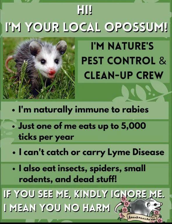 sl ojbieeg5U 9 IM NATURES c PEST CONTROL CLEAN UP CREW Im naturally immune to rabies Just one of me eats up to 5000 ticks per year cant catch or carry Lyme Disease also eat insects spiders small rodents and dead stuff