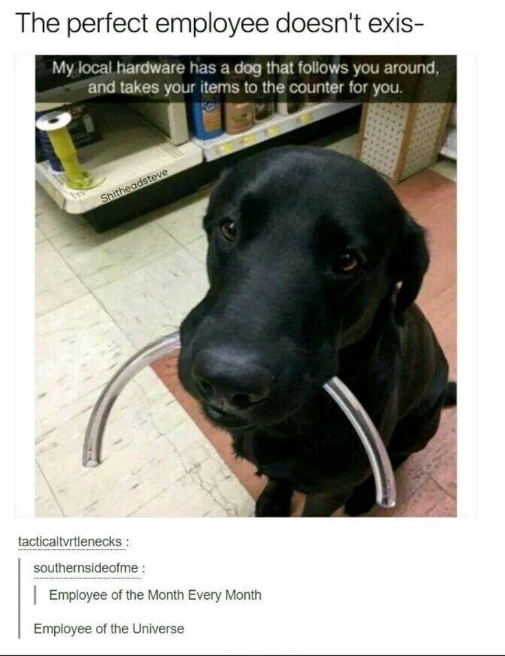 The perfect employee doesnt exis My local hiardware has a dog that follows you around nd takes your items to the counter for you Employee of the