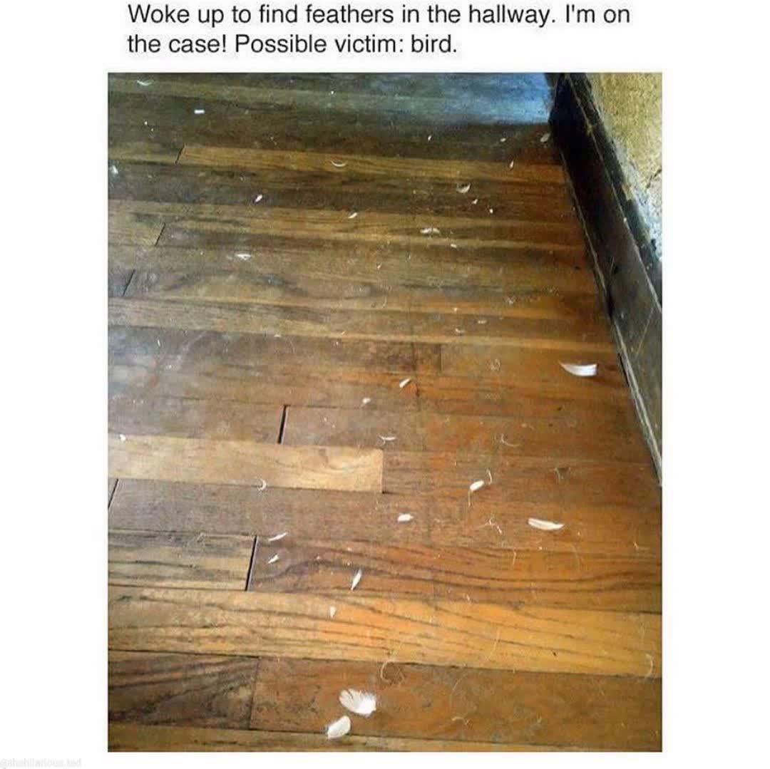 Woke up to find feathers in the hallway Im on the case Possible victim bird