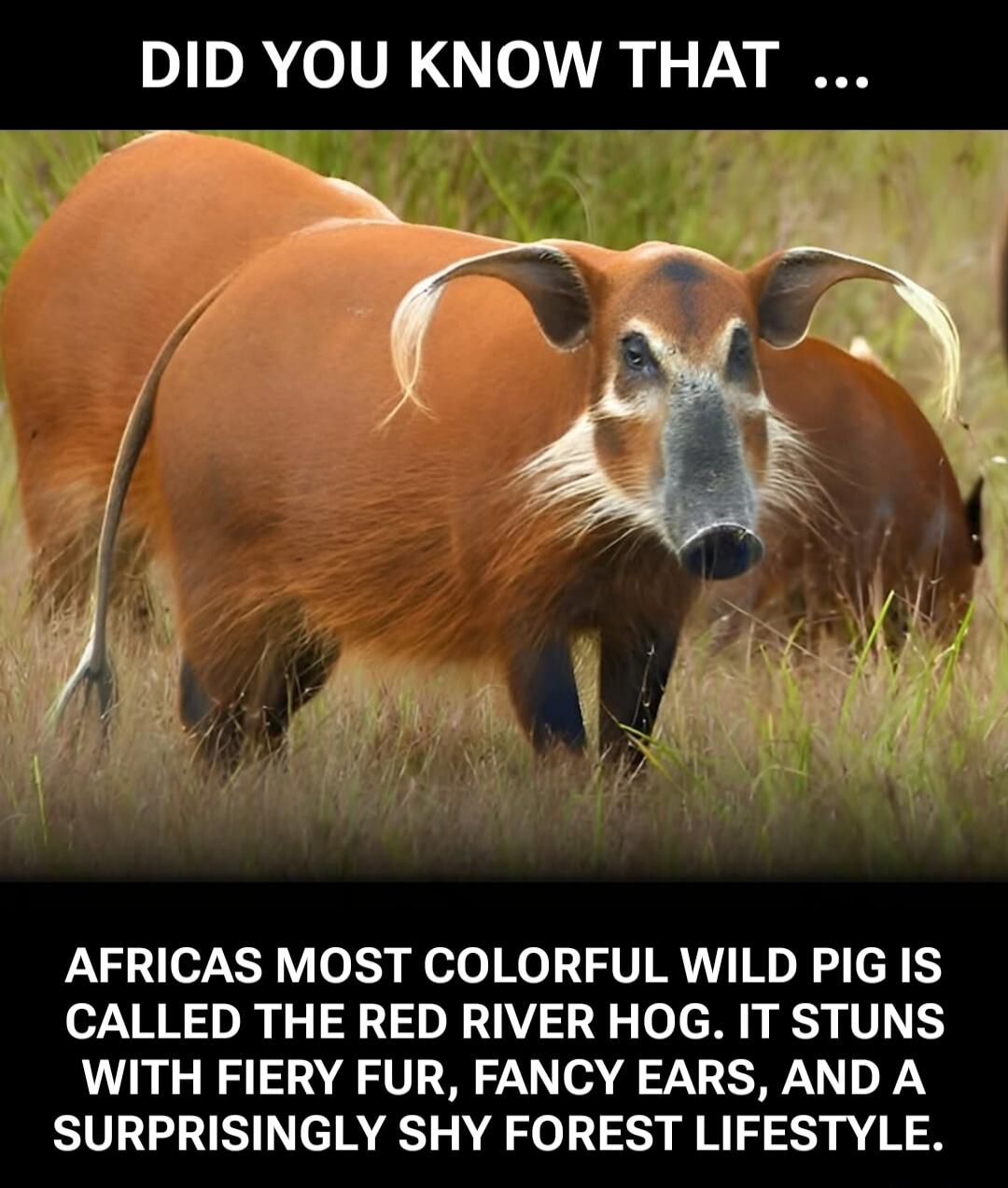 DID YOU KNOW THAT ... AFRICA'S MOST COLORFUL WILD PIG IS CALLED THE RED RIVER HOG. IT STUNS WITH FIERY FUR, FANCY EARS, AND A SURPRISING SHY FOREST LIFESTYLE.