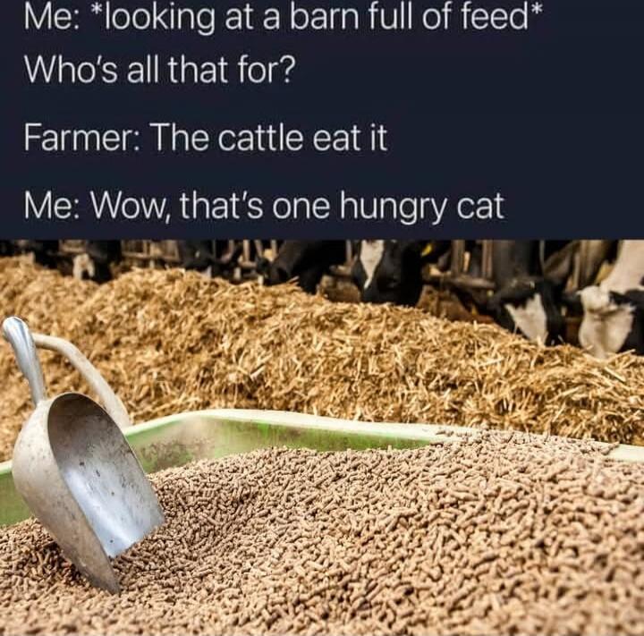 Me: *looking at a barn full of feed*
Who's all that for?
Farmer: The cattle eat it
Me: Wow, that's one hungry cat