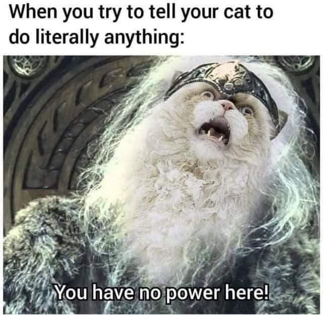 When you try to tell your cat to do literally anything g 3 nojpower here AR