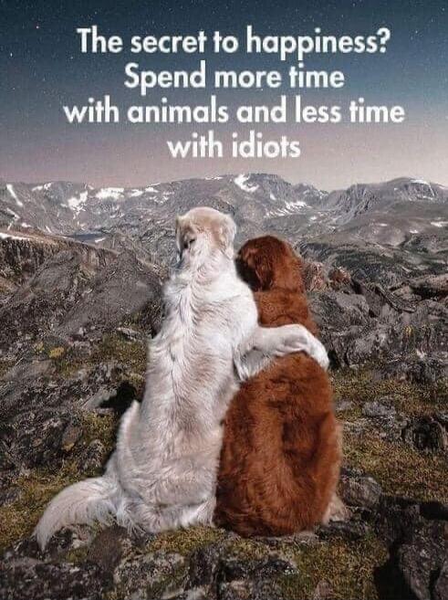 The secret to happiness? Spend more time with animals and less time with idiots