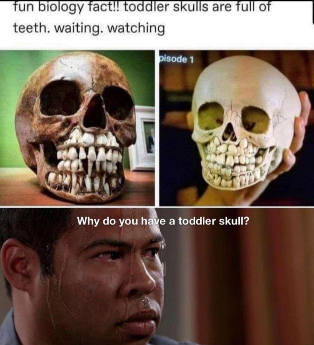 un biology fact toddler skulls are full o teeth waiting watching