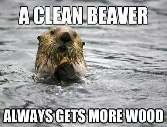 A CLEAN BEAVER ALWAYS GETS MORE WOOD