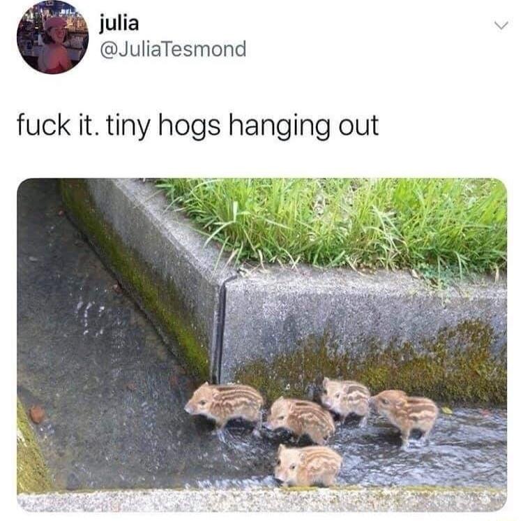 julia JuliaTesmond fuck it tiny hogs hanging out