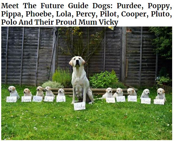 Meet The Future Guide Dogs Purdee Poppy Pippa Phoebe Lola Percy Pilot Cooper Pluto Polo And Their Proud Mum Vic