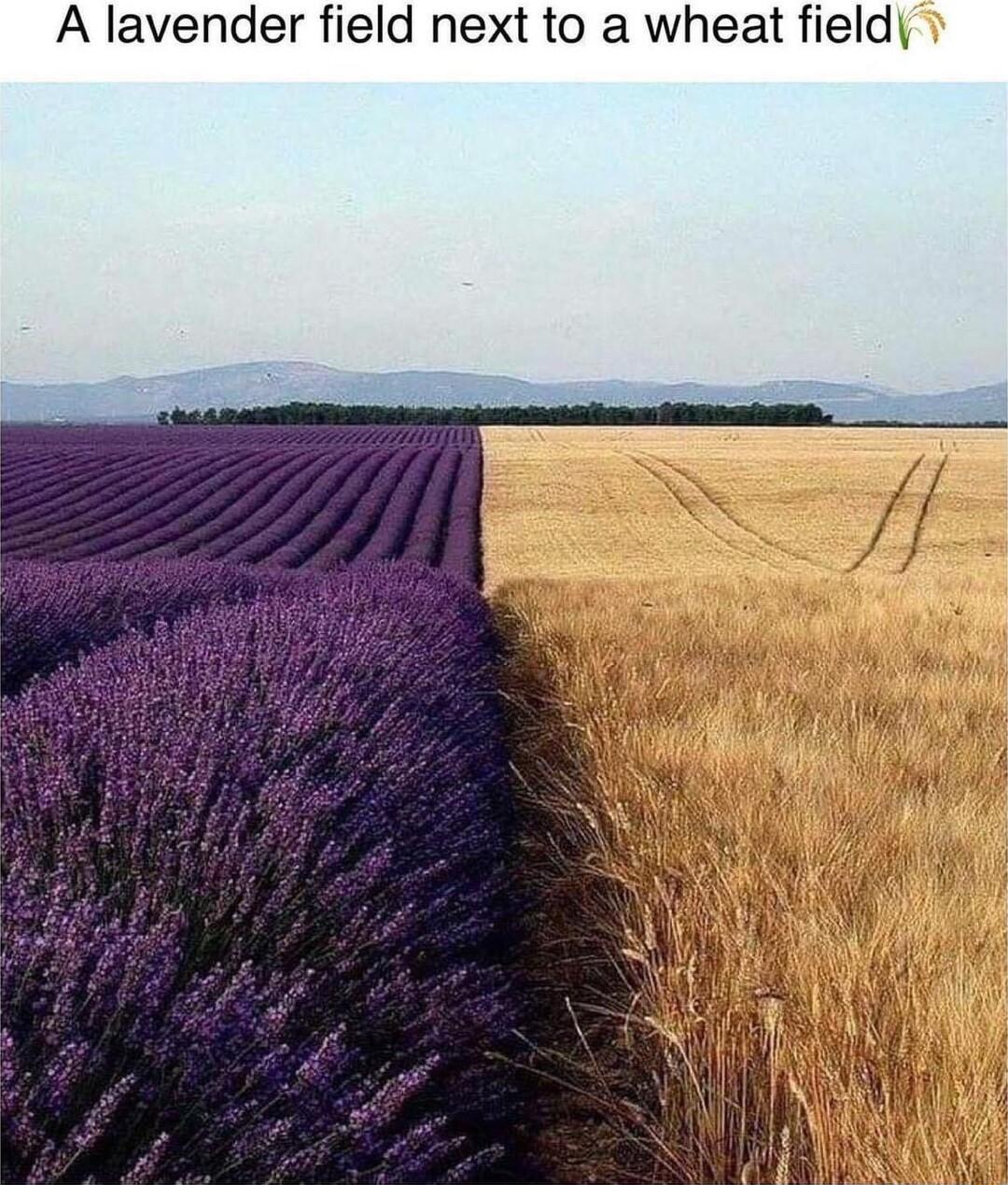 A lavender field next to a wheat field