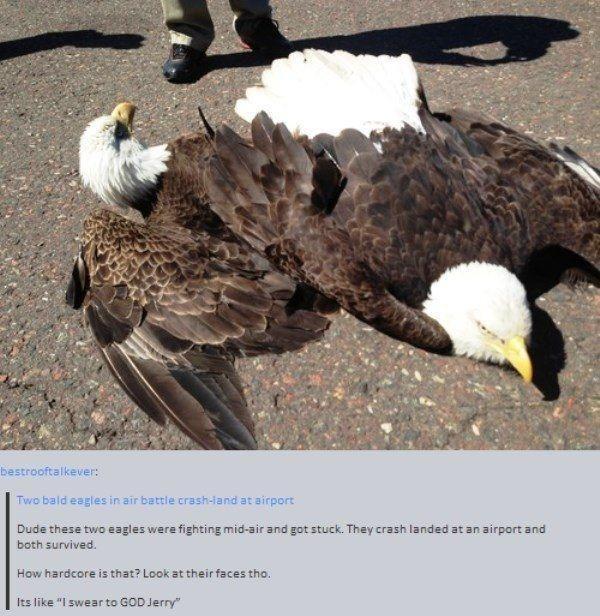 Dude these two eagles wara fighting mid 3ir and got stuck They crash landed at an sirport and both survivad How hardcore is that Look at their faces tho Jes like I swear to GOD Jerry